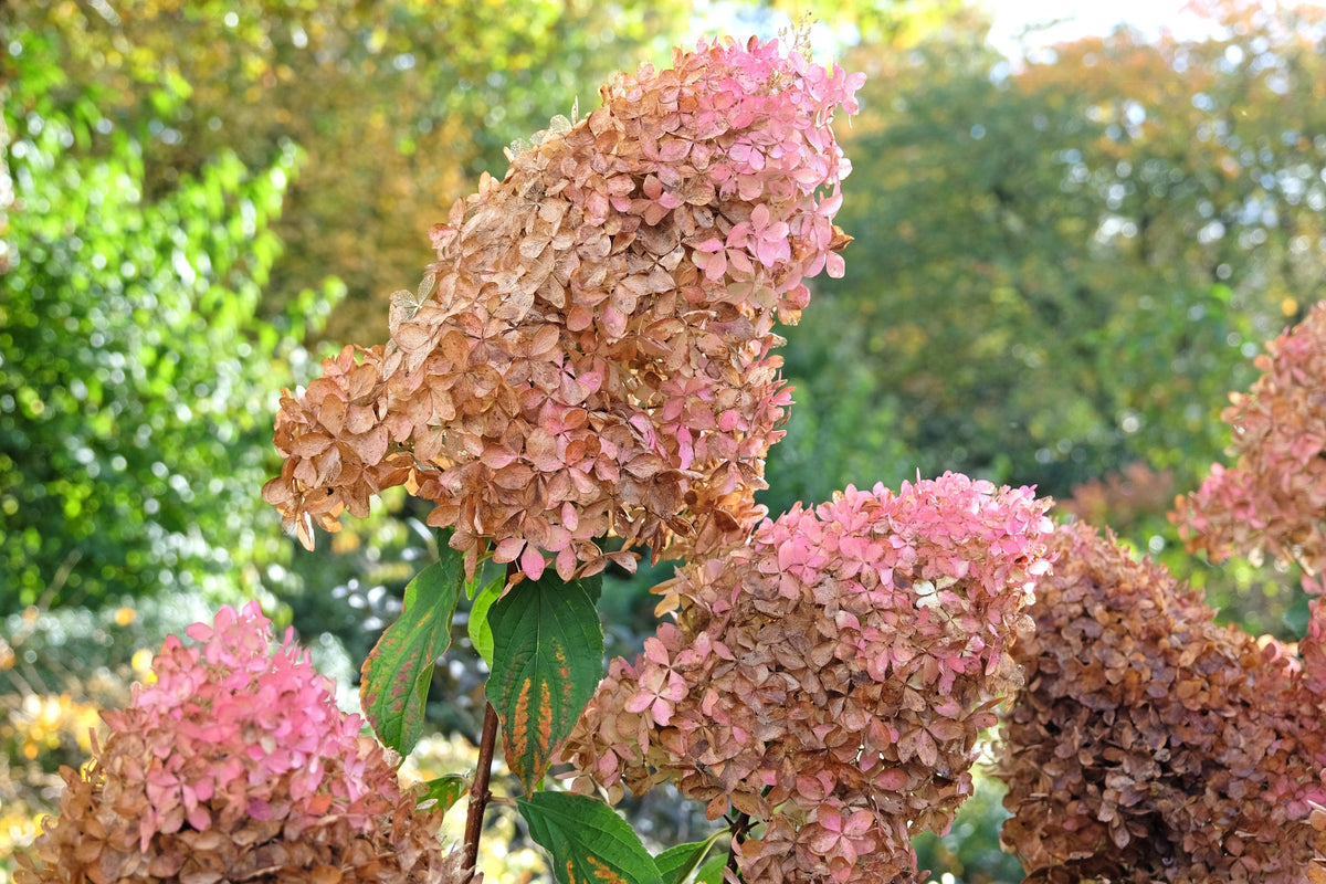 50 semillas de hortensia PEE GEE Paniculata Peegee, arbusto de flores blancas y rosadas en panícula
