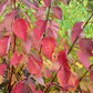 20 RED TWIG DOGWOOD American Red Osier Shrub White Flower Cornus Sericea Seeds