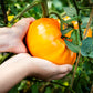 50 PINEAPPLE TOMATO Heirloom Beefsteak Indeterminate Solanum Fruit Vegetable Seeds