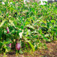 30 Pandora STRIPED ROSE EGGPLANT Solanum Melongena White Fruit Vegetable Seeds