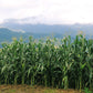 60 BICOLOR CORN DELECTABLE Yellow & White Zea Mays Vegetable Seeds
