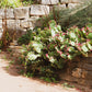 10 Yellow PRICKLY PEAR CACTUS Nopal Opuntia Ficus-Indica Flower Purple Fruit Seeds