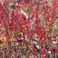 100 SHEEP SORREL Rumex Acetosella Red Field Sorrel Sour Weed Herb Flower Seeds