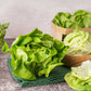 2000 BIBB LETTUCE Butterhead Lactuca Sativa Vegetable Seeds