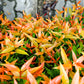 15 DWARF SACRED BAMBOO Heavenly Nandina Domestica Nana Pink Red Sun Shade Shrub Seeds