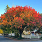 25 Chinese PISTACHIO Pistacia Chinensis Pistache Pistach Yellow Orange Red in Fall Mastic Tree Seeds