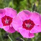 550 MAIDEN PINKS Mixed Colors Dianthus Deltoides Flower Seeds