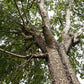 50 CHINESE ELM TREE (Lacebark) Ulmus Parvifolia Seeds