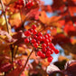 20 AMERICAN HIGHBUSH CRANBERRY Viburnum Trilobum Red Fruit White Flower Shrub Seeds
