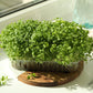 500 JAPANESE MINOWASE RADISH Huge Daikon White Raphanus Sativus Vegetable Seeds