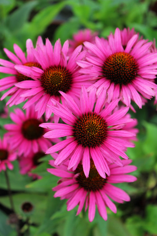 25 BRIGHT STAR CONEFLOWER Echinacea Purpurea Lavender Bright Rose Pink Flower Seeds