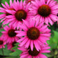 1000 Bulk BRIGHT STAR CONEFLOWER Echinacea Purpurea Lavender Bright Rose Pink Flower Seeds