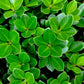 40 LITTLELEAF BOXWOOD Korean Buxus Microphylla Koreana Shrub Seeds
