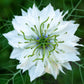 50 RED POD NIGELLA Damascena Love In A Mist aka Black Pod White Flower Seeds