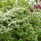20 COMMON CULINARY QUINCE Fruit Tree Cydonia Oblonga Flowering Shrub Seeds
