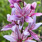 10 GAS PLANT MIX Dictamnus Albus Mixed Colors White Red Pink Lilac Flower Seeds