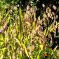 100 NORTHERN SEA OATS Grass Inland Chasmanthium Seeds