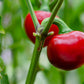100 SWEET CHERRY PEPPER Red Chili Capsicum Annuum Vegetable Seeds