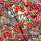 25 SCARLET FIRETHORN Pyracantha Coccinea Bush Shrub Flower Seeds