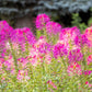 200 MAUVE QUEEN CLEOME Spinosa Hassleriana Purple Pink Spider Flower Seeds