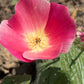 500 CARMINE King CALIFORNIA POPPY Pink Eschscholzia Californica Flower Seeds
