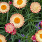 100 APRICOT & PEACH STRAWFLOWER Organic Mix Coral Paper Daisy Helichrysum Xerochrysum Bracteatum Flower Seeds