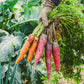 500 RAINBOW CARROT MIX White Red Yellow Purple Orange Daucus Carrota Seeds