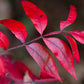 30 FLAMELEAF SUMAC TREE Shining Dwarf Winged Rhus Schmaltzia Copallina Seeds