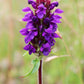 100 HEAL ALL Self Heal Prunella Vulgaris Purple Herb Flower Seeds