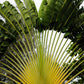 10 TRAVELLER'S PALM TREE Ravenala Madagascariensis Flower Houseplant Seeds