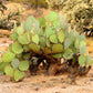 10 Yellow PRICKLY PEAR CACTUS Nopal Opuntia Ficus-Indica Flower Purple Fruit Seeds
