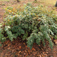 25 COMMON SNOWBERRY - WHITE Berries Pink Flowers Symphoricarpos Alba Shrub Seeds
