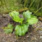 1000 CHINESE PLANTAIN Plantago Asiatica Herb Flower Seeds