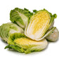 500 MICHIHILI CABBAGE Napa (Chinese Cabbage / Bok Choy / Pak Choi / Celery Mustard / Chinese Chard) Brassica Rapa Chinensis Vegetable Seeds