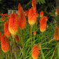 50 TORCH LILY Red Hot Poker / Tritoma / Kniphofia Uvaria Flower Seeds
