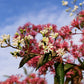 20 SEVEN SON Shrub Tree Heptacodium Miconioides White Red Flower Seeds