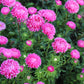 30 Duchess PINK PAEONY ASTER French Peony Callistephus Flower Seeds