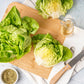 2000 BIBB LETTUCE Butterhead Lactuca Sativa Vegetable Seeds