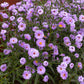 100 Purple NEW ENGLAND ASTER (Michaelmas Daisy) Aster Novae var Angliae Flower Seeds