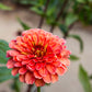 250 SALMON QUEEN ZINNIA Elegans California Giant Double Flower Seeds