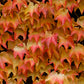10 BOSTON IVY ( Bostonian Ivy / Wall Ivy ) Parthenocissus Tricuspidata Veitchii Vine Flower Seeds