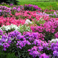 10 TALL GARDEN PHLOX Paniculata Mixed Colors 'New Hybrids Mix' Flower Seeds