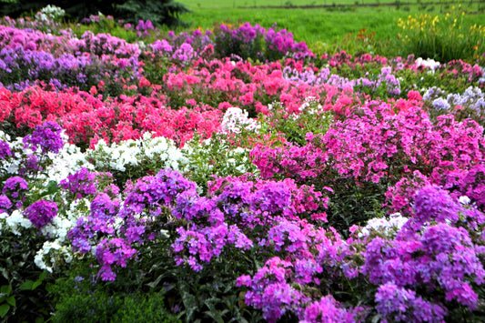 10 TALL GARDEN PHLOX Paniculata Mixed Colors 'New Hybrids Mix' Flower Seeds