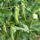 50 SUGAR ANN PEA Stringless Sweet Green Snap Pisum Sativum Vegetable Seeds
