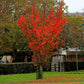 20 Tatarian FLAME MAPLE TREE Red Acer Tataricum Seeds