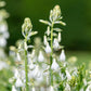 10 WHITE AFRICAN HYACINTH aka Cape or Giant Summer / Spire Lily - Ornithogalum Candicans / Galtonia / Hyacinthus Flower Seeds