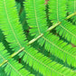 100 ILLINOIS BUNDLEFLOWER Prairie Mimosa Desmanthus Illinoensis Flower Seeds
