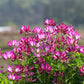 50 MILK VETCH Astragalus Sinicus Pink Purple Flower Ground Cover Legume Seeds