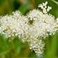 20 QUEEN of the MEADOW Filipendula Ulmaria Meadowsweet Native Prairie Fragrant White Flower Seeds