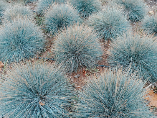 100 BLUE Sheeps FESCUE GRASS Festuca Ovina Glauca Cinerea Seeds